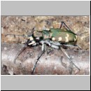 Cicindela hybrida - Duenen-Sandlaufkaefer 14 Teverener Heide.jpg